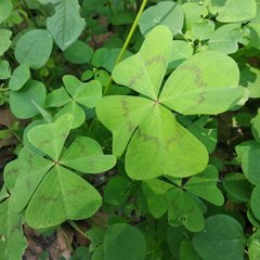 Oxalis tetraphylla
