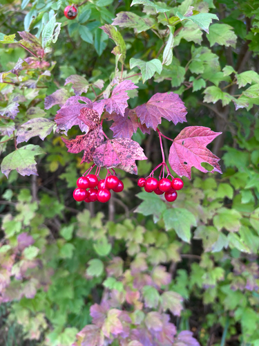 guelder-rose