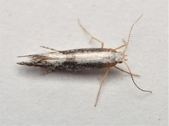 Argyresthia spinosella