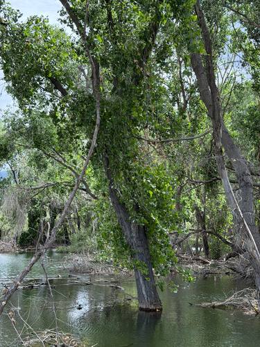 Populus fremontii, photograph 3