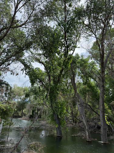 Populus fremontii, photograph 4