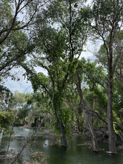 Populus fremontii, photograph (c) CK2AZ, some rights reserved (CC BY)