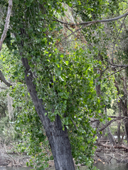 Populus fremontii, photograph (c) CK2AZ, some rights reserved (CC BY)