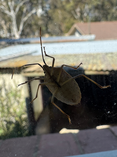 Brown Shield Bug