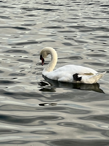 Mute Swan