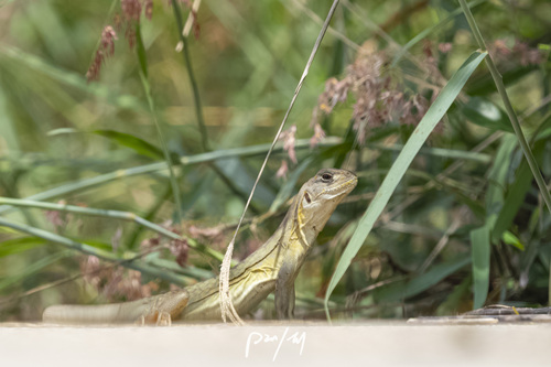 Reeves' Butterfly Lizard