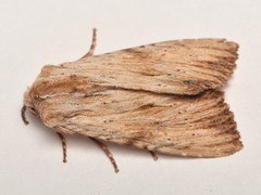 Apamea lithoxylaea