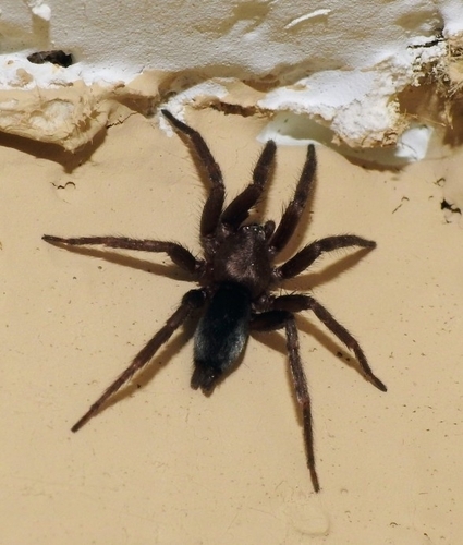 Mouse Spider