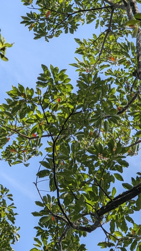 Elaeocarpus japonicus observed 2026-09-24