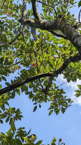 Elaeocarpus japonicus, photograph 2