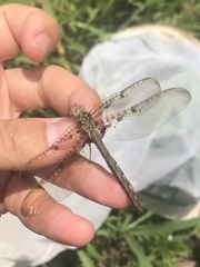 Neurocordulia xanthosoma