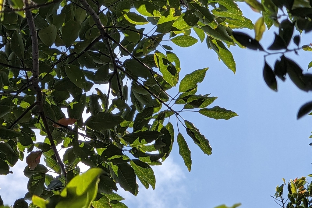 Elaeocarpus japonicus; photograph (c) 許文俊, some rights reserved (CC BY-SA)