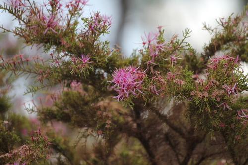 Calytrix exstipulata observed 2026-09-21