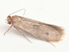 Pseudatemelia josephinae