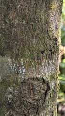 (c) 許文俊, some rights reserved (CC BY-SA) Elaeocarpus japonicus, photograph (c) 許文俊, some rights reserved (CC BY-SA)