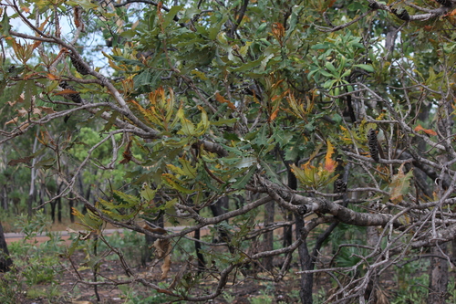 Banksia dentata, photograph 2