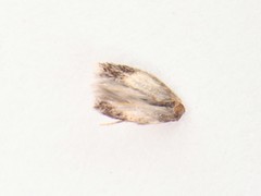 Ectoedemia
