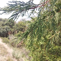 Juniperus poblana