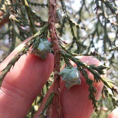 Juniperus poblana