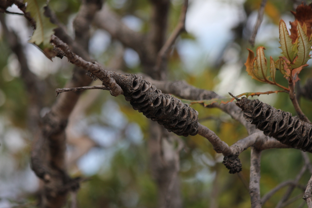Banksia dentata; photograph (c) Stella Fish, some rights reserved (CC BY)