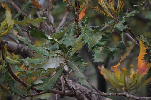 Banksia dentata, photograph 3