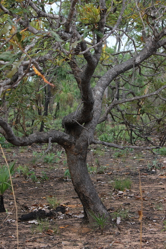 Banksia dentata