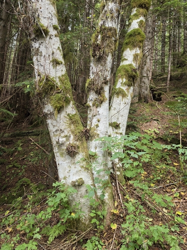 Alnus rubra