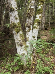 Alnus rubra