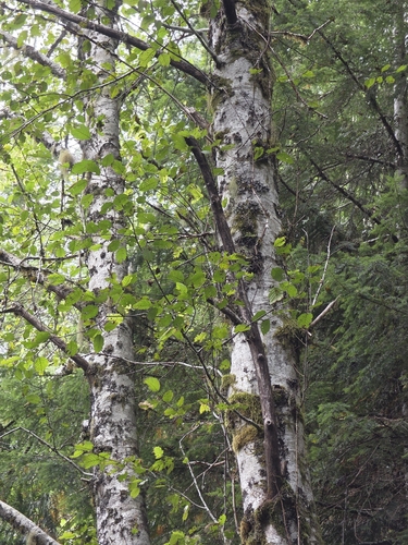 Alnus rubra, photograph 2