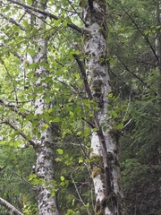 Alnus rubra, photograph (c) Vitaliy Maslyanchuk, some rights reserved (CC BY)