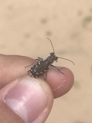 Cicindela repanda repanda
