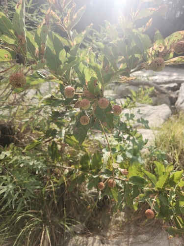 buttonbush