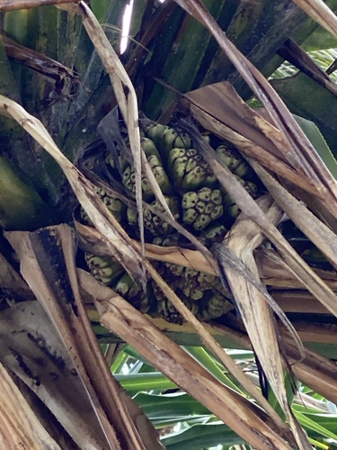 Pandanus tectorius observed 2026-09-23