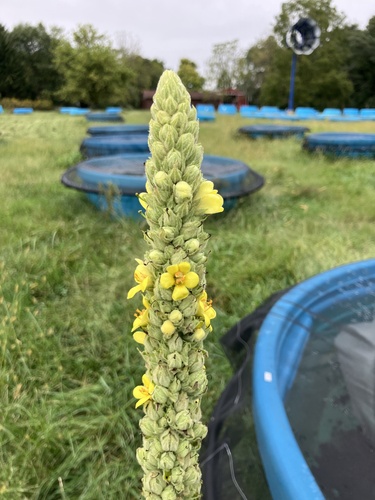 great mullein