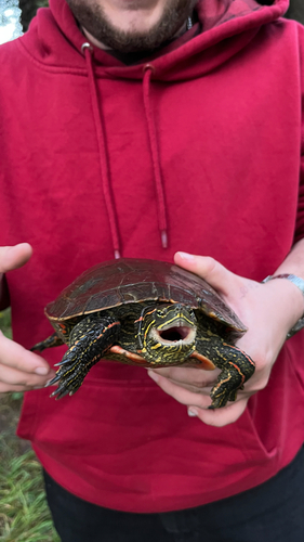 Painted Turtle