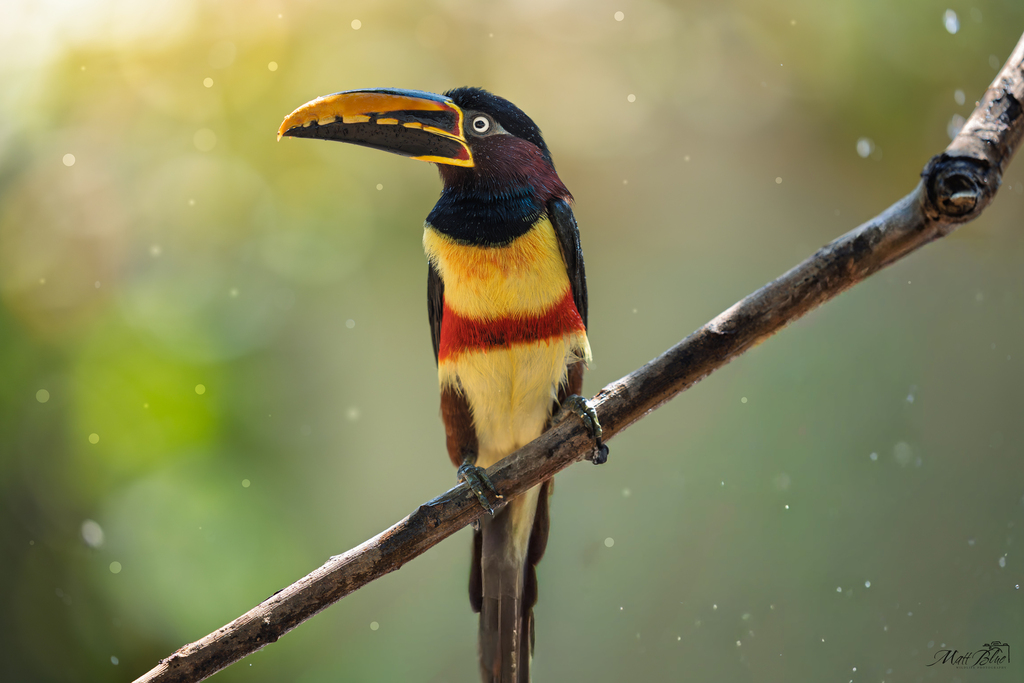 Chestnut-eared Aracari