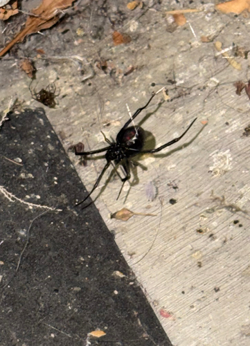 Western Black Widow