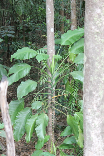 Epipremnum amplissimum