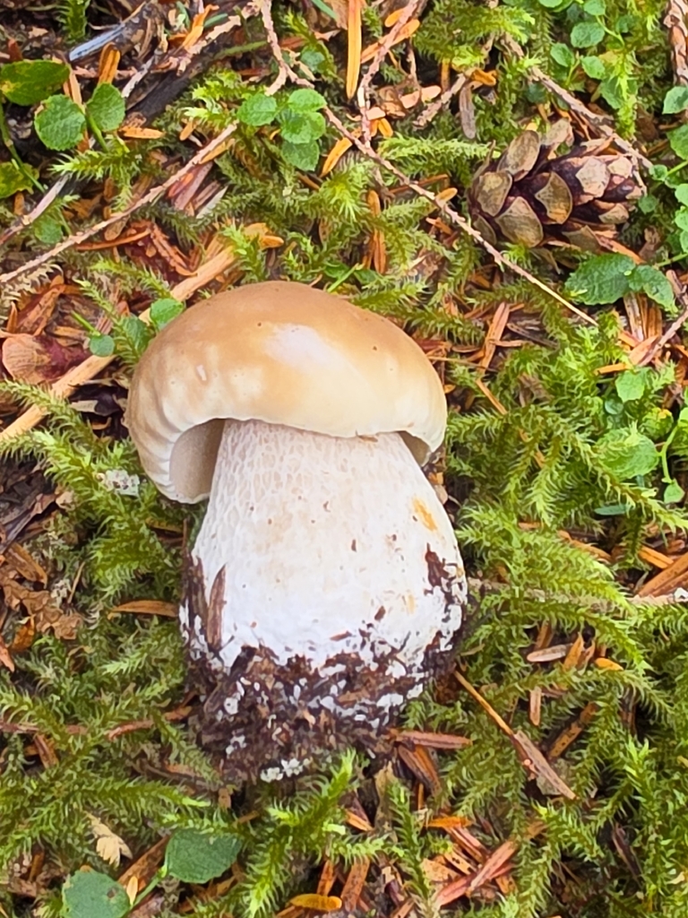 King Bolete · September 2026 · photo: Photo: (c) Vitaliy Maslyanchuk, some rights reserved (CC BY) · iNaturalist