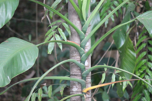 Epipremnum amplissimum, photograph 2