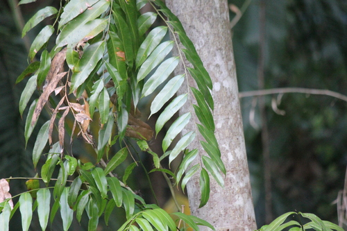Stenochlaena palustris, photograph 1