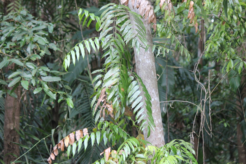 Stenochlaena palustris; photograph (c) Stella Fish, some rights reserved (CC BY)