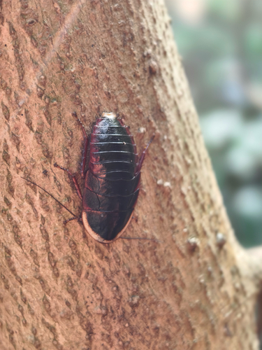 Amphibious Litter Cockroach