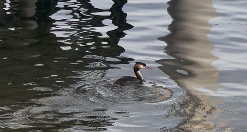 Great Crested Grebe