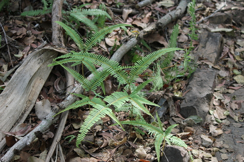 Dicranopteris linearis, photograph 2