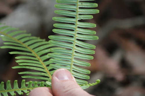 Dicranopteris linearis, photograph 1