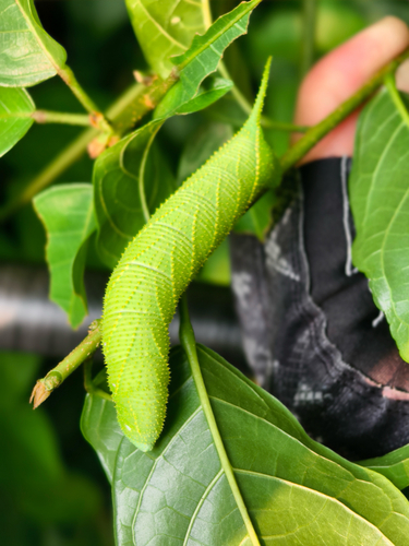 dull swirled hawkmoth