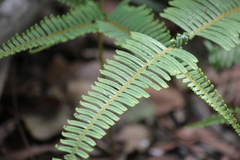 Dicranopteris linearis