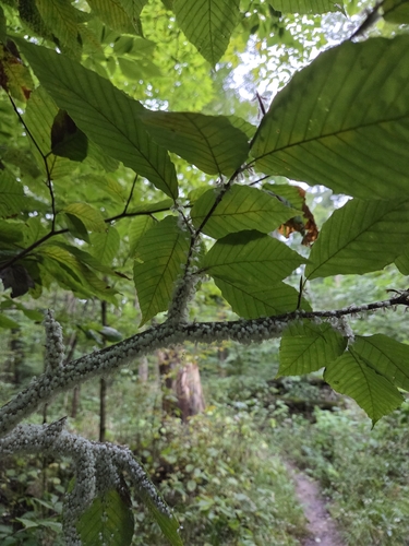 Beech Blight Aphid