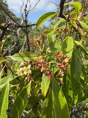 Santalum freycinetianum, photograph (c) Brynn Fricke, some rights reserved (CC BY)